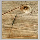 Perithous cf scurra - Schlupfwespe 01 10mm.jpg